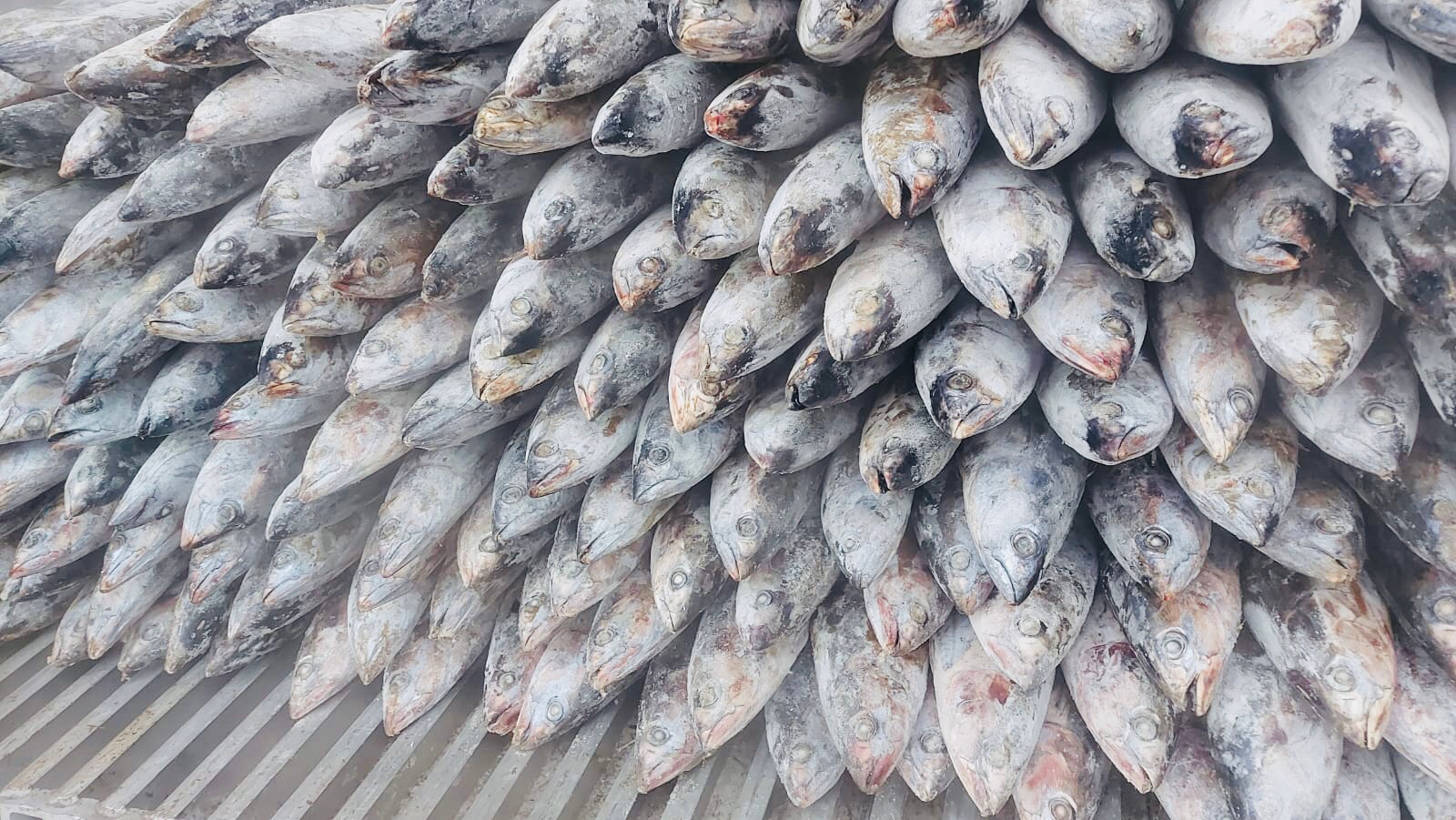Mengawali Tahun 2023, PT Perikanan Indonesia Geber Ekspor 205 Ton Ikan Cakalang ke Jepang