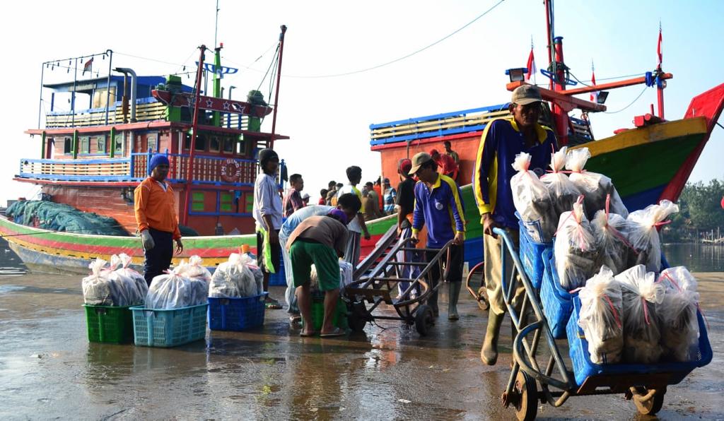 Ikuti Mandat Presiden Jokowi, PT Perikanan Indonesia Tingkatkan Serapan Ikan Nelayan
