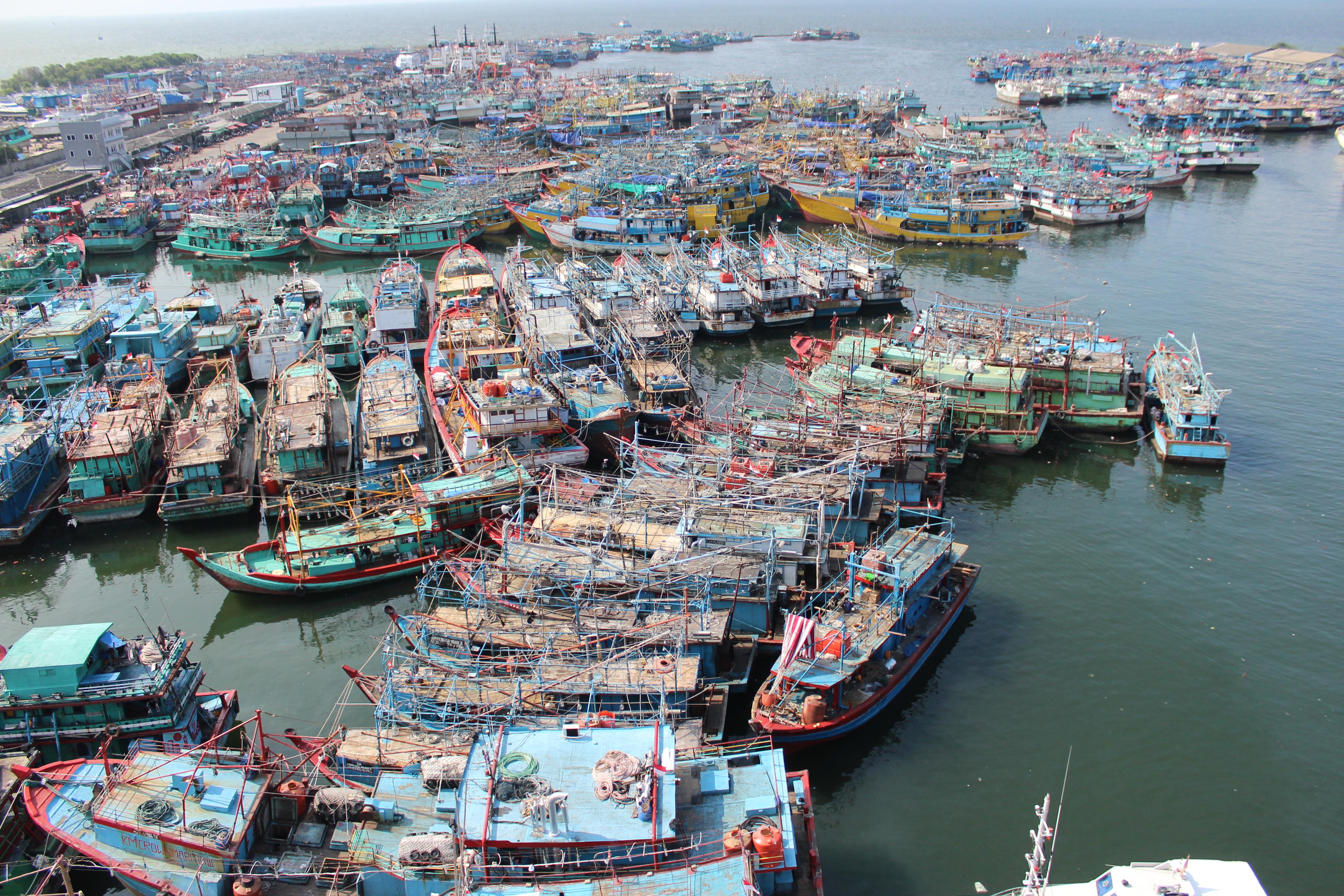 Tingkatkan Inklusivitas Nelayan, PT Perikanan Indonesia Serap Ribuan Ton Ikan Nelayan di Semester I/2024